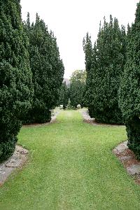 garden with topiary